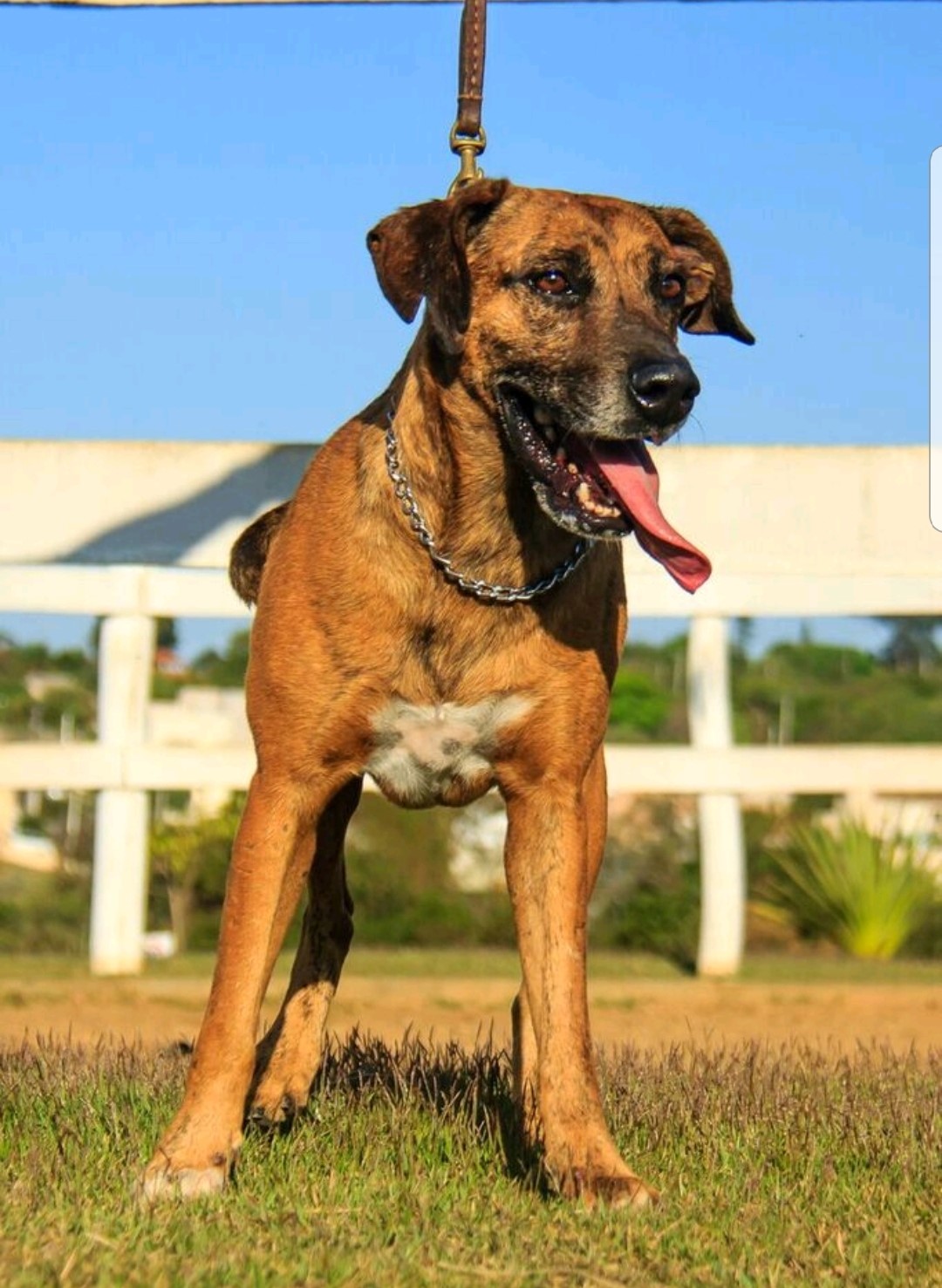 Cães para Adoção